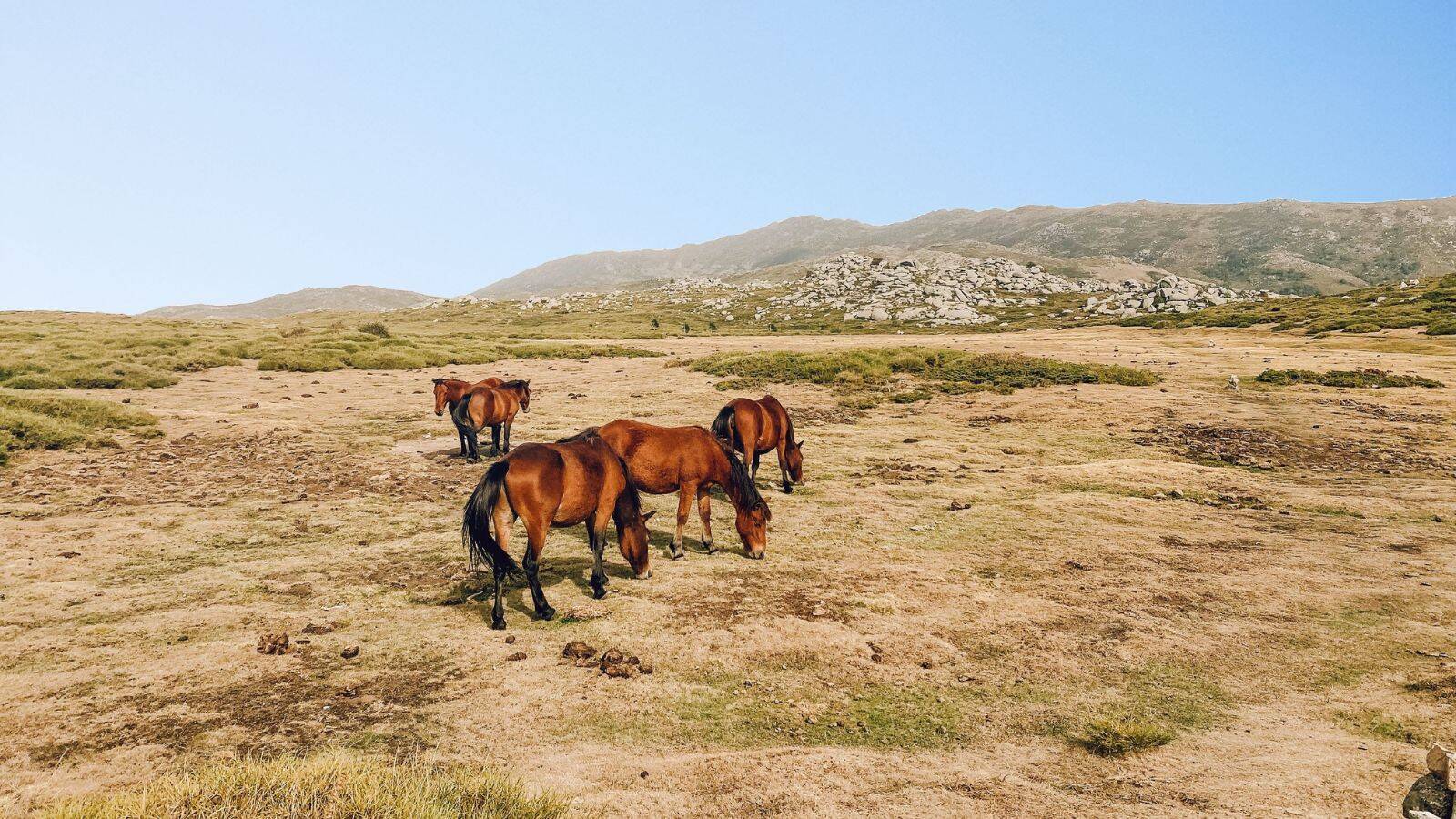 plateau-du-coscione